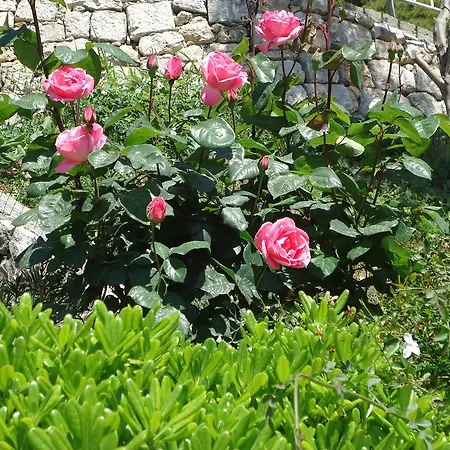 Peric Dubrovnik